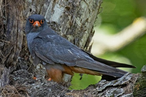 Red-footed Falcon male sitting in front of tree trunk looking left, Lake Neusiedl, Burgenland,