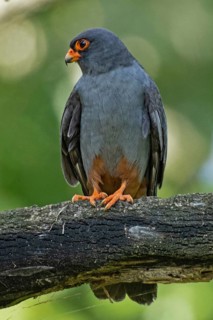 Red-footed Falcon male sitting on a branch looking from the left, Lake Neusiedl, Burgenland,