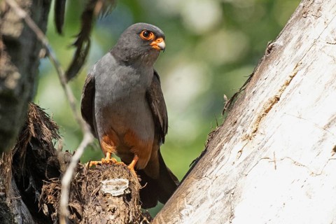 Red-footed Falcon male sitting on branch next to tree trunk looking from front right, Lake