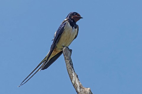 Barn Swallow sitting on branch looking from front right in front of blue sky, Lake Neusiedl,