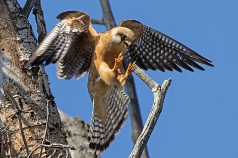 Red-footed Falcon female with open beak and open wings approaching on branch looking from the front