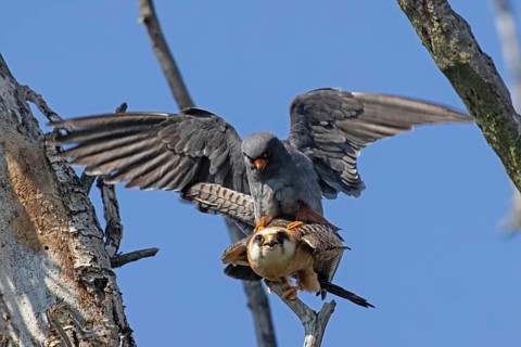 Red-footed Falcon male with open wings on female with open beak sitting on branch during mating