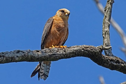 Red-footed Falcon female sitting on a branch looking from the front in front of a blue sky, Lake