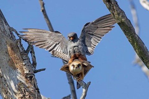 Red-footed Falcon male with open wings on female sitting on branch during mating looking from the