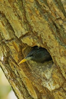 Starling looking out of breeding hole in tree trunk on the left, Lake Neusiedl, Burgenland, Austria