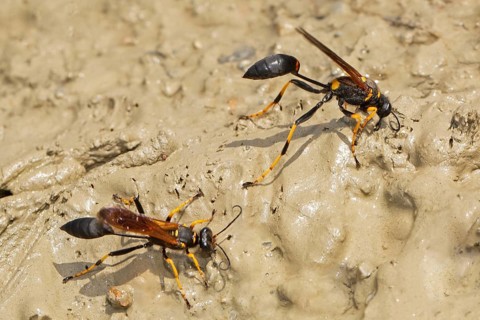 Spider killdeer two animals standing next to each other on wet sandy ground on the right, Lake