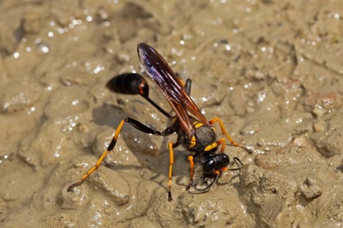 Spider-killer building a ball standing on moist sandy ground looking down diagonally to the right,