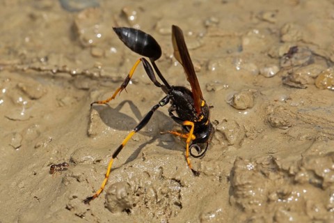 Spider-killer orb building on moist sandy soil standing on the right looking down, Lake Neusiedl,