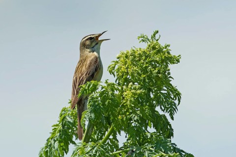 Reed warbler with open beak sitting on branch with green leaves singing looking right in front of