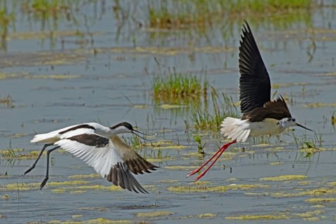 Avocet with open bill and open wings flying threatening right looking to Stilt with open wings