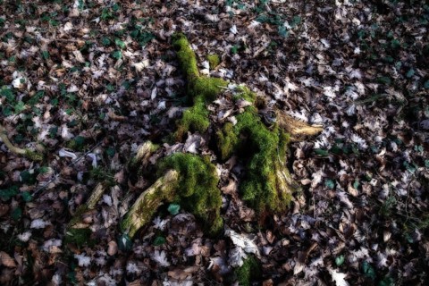 Mossy tree stump in deciduous forest, surrounded by fallen leaves and shade, Kamptal Waldviertel