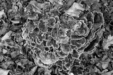 Close-up of mushroom colony on forest floor, surrounded by leaves in black and white style, Kamptal
