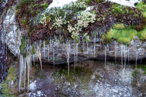Icicles hanging from moss-covered stones in a windy scene, Kamptal Waldviertel Lower Austria