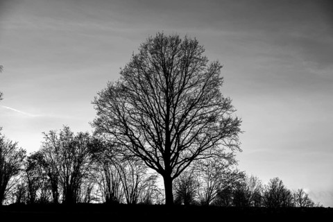 Black and white image of a tree in silhouette against a sky, Waldviertel Lower Austria Austria