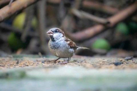 A sparrow (Passer montanus) on the ground surrounded by a natural blurred background-Dhaka,