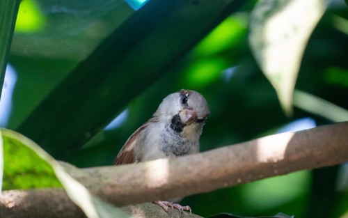 A sparrow (Passer montanus) perched on a branch surrounded by green leaves-Dhaka, Bangladesh