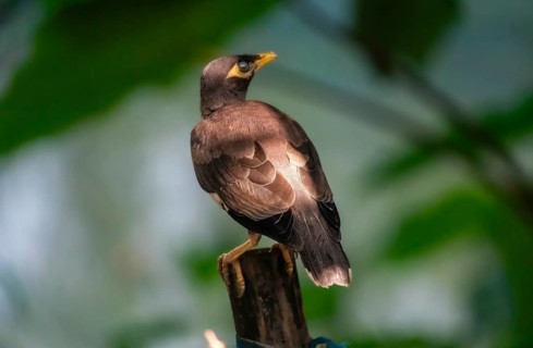 Myna (Acridotheres tristis) bird perched on a branch in a natural green setting-Dhaka, Bangladesh