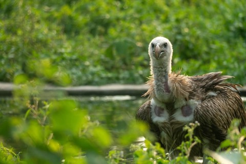 Vulture (Gyps himalayensis) resting in dense green foliage beside water-Dhaka, Bangladesh