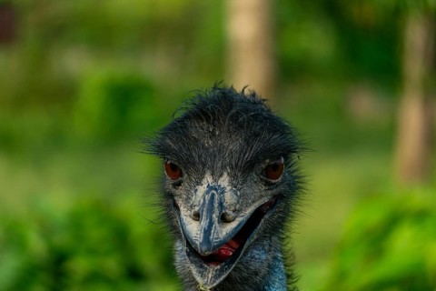 Close-up of an ostrich (Struthio camelus) head with a soft focus green background-Dhaka, Bangladesh