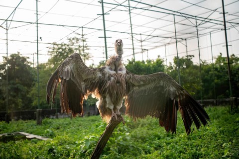 Vulture (Gyps himalayensis) with wings spread, standing on a branch in an enclosure-Dhaka,