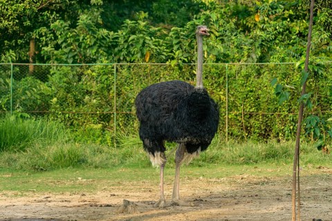 Large ostrich (Struthio camelus) standing on sandy ground by a fenced greenery-Dhaka, Bangladesh