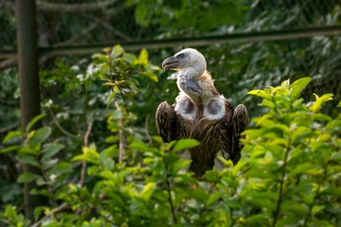 Vulture (Gyps himalayensis) perched among lush green foliage, looking alert-Dhaka, Bangladesh