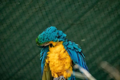 Blue and yellow macaw (Ara glaucogularis) grooming its feathers against a green backdrop-Dhaka,