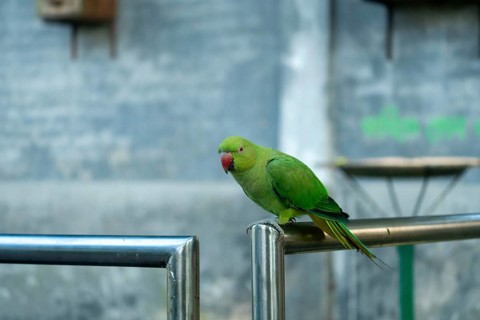 Green Rose-ringed Parakeet with a red beak perched on a metal railing in an urban setting, Dhaka,