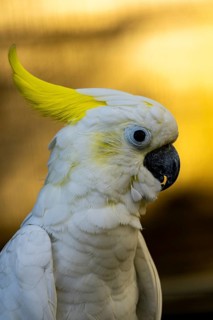 White cockatoo with a striking yellow crest against a warm backdrop-Dhaka, Bangladesh