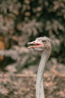 Side view of an ostrich (Struthio camelus) with a blurred leafy background-Dhaka, Bangladesh