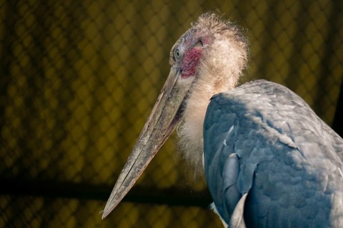 Marabou stork (Leptoptilos crumenifer) in profile view with a large beak and distinctive tufted