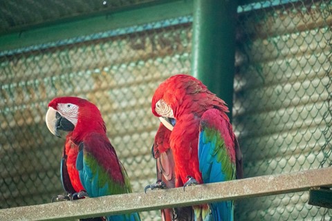 Two scarlet macaws (Ara glaucogularis) with vibrant plumage perched close together-Dhaka,