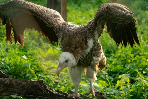 Vulture (Gyps himalayensis) with wings open perched on a branch, surrounded by greenery-Dhaka,