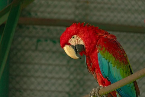 Scarlet macaw (Ara glaucogularis) with vivid red feathers resting on a perch with head