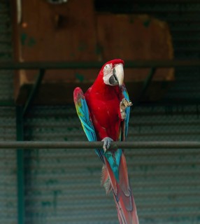 Bright red and green-winged macaw (Ara glaucogularis) perched on a metal bar indoors-Dhaka,