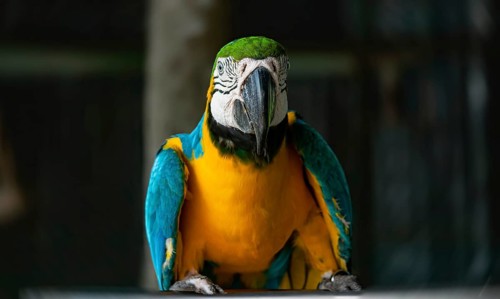Blue and yellow macaw parrot (Ara glaucogularis) staring forward in a vivid, colorful