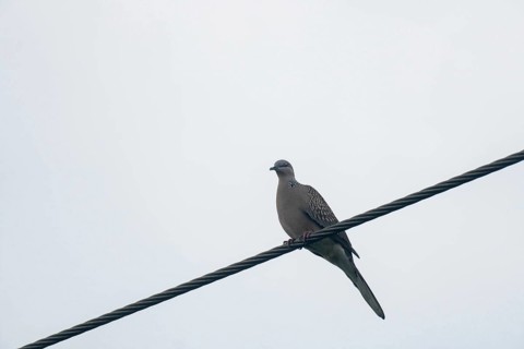 Dove (Spilopelia chinensis) Bird sits quietly on an electric wire with an overcast sky