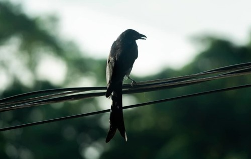 Silhouette of a Black Drongo (Dicrurus macrocercus) perched on electric wires against a bright,