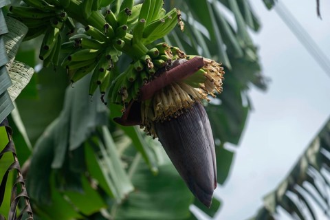A banana plant with a cluster of bananas and a purple flower in a natural setting-Dhaka, Bangladesh