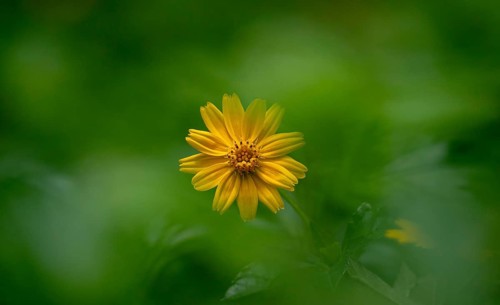 Yellow Bellis perennis flower in focus against a blurred green background-Dhaka, Bangladesh