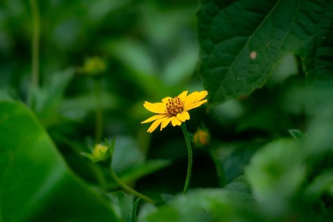 Bright yellow Bellis perennis flower blooming amidst lush green leaves-Dhaka, Bangladesh