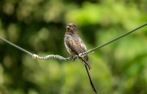 Cuckoo (Cuculidae family) Bird perched on a coiled electric wire against a green backdrop-Dhaka,