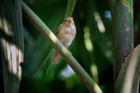 Sparrow (Passer montanus) perched on a branch in a lush green setting with dappled light-Dhaka,