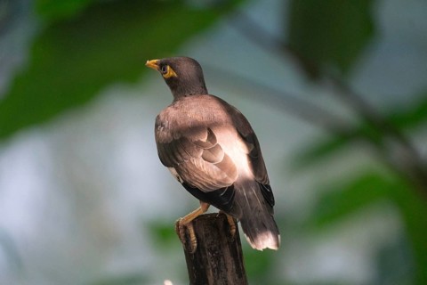Myna (Acridotheres tristis) perched on a branch with sunlit feathers in a green background-Dhaka,