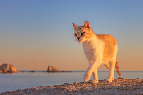 Cat at beach at dawn, Milos, Greece
