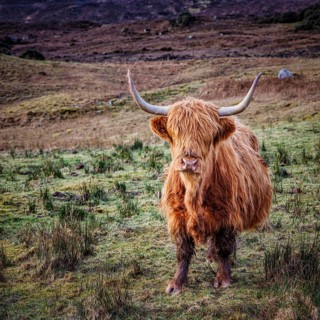 Scottish Highland cattle, Scotland, United Kingdom