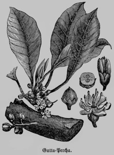 Gutta-percha or gutta, a rubbery substance, milk-like sap, similar to rubber, gutta-percha tree