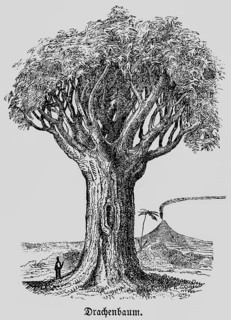 Dragon tree (Dracaena), distribution in tropics and subtropics, man as size comparison, smoking
