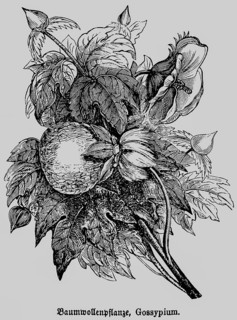 Cotton plant (Gossypium) with leaves and cotton boll, cultivated plant of the tropics and