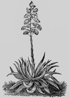 Magney agave (Agave mexicana) plant with leaves and inflorescence, production of agave juice,